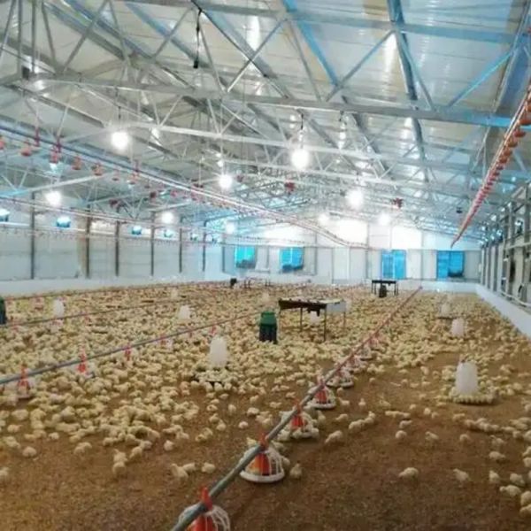 Poultry Farming Equipment Intelligent Feeding System with Low Maintenance and High Efficiency