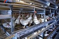 4 niveles de la jaula de batería del pollo de engorde Tipo H Sistema de jaula de batería automatizada