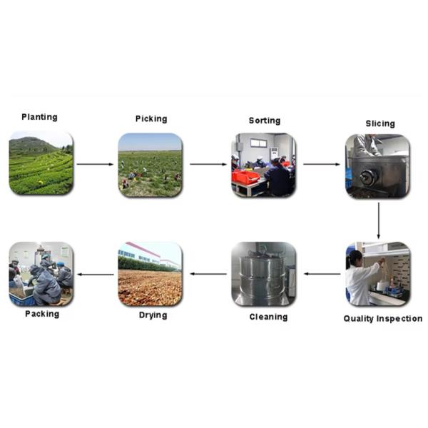 Fleur de chrysanthème Chrysanthème séché Morifolium Thé Jinsihuangju