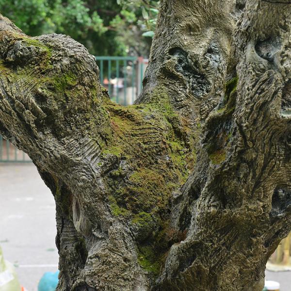 UV-Resistant large 5m customized olive tree artificial with Trunk Realism Realistic Fruits for Hotel Lobbies & Resorts Shopping Mall Luxury Villas