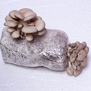 Autoclavable Mushroom Growing Bags, Mushroom Spawn Bags, Stand Up Durable Bags, Garden Supplies, Breathable