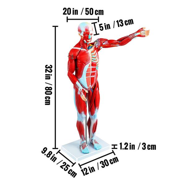 Medical 80cm Human Muscle Model With Internal Organs Human Body Anatomy Model