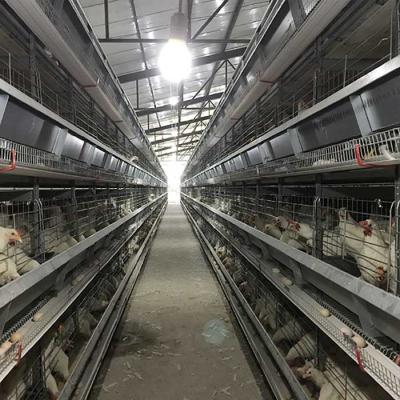 4 - controle de levantamento da bateria da gaiola da galinha das aves domésticas de 8.5m com o auto coletor do ovo