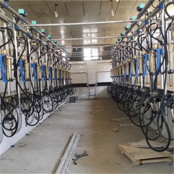 ISO Certified Herringbone Milking Parlor System with Milk Flow Meter for Dairy Farms