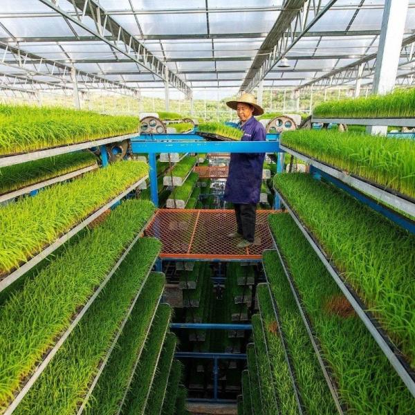 Filtro de vidro de folha de vidro de espessura personalizada para cultivo de túneis