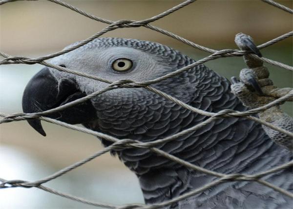 Soft Flex Black Oxidation Aisi304 Steel Rope Mesh Macaw Aviary Wire