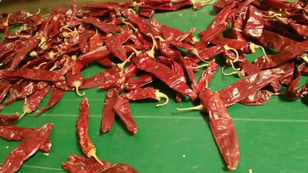 O prêmio novo da colheita secou o pimentão de Guajillo