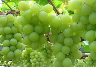 Orgânico mais o adubo da árvore de fruto para árvores de banana importe-se claro - formulário amarelo do pó