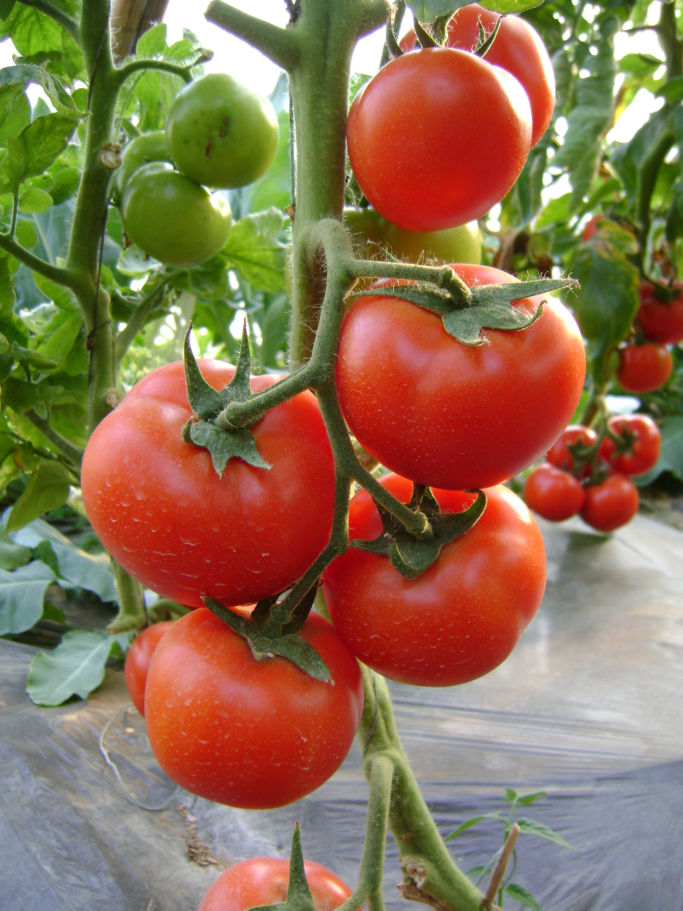 Wanshi Big Size Bulk Hybrid Determinate Tomato Seeds Excellent Hardness T22