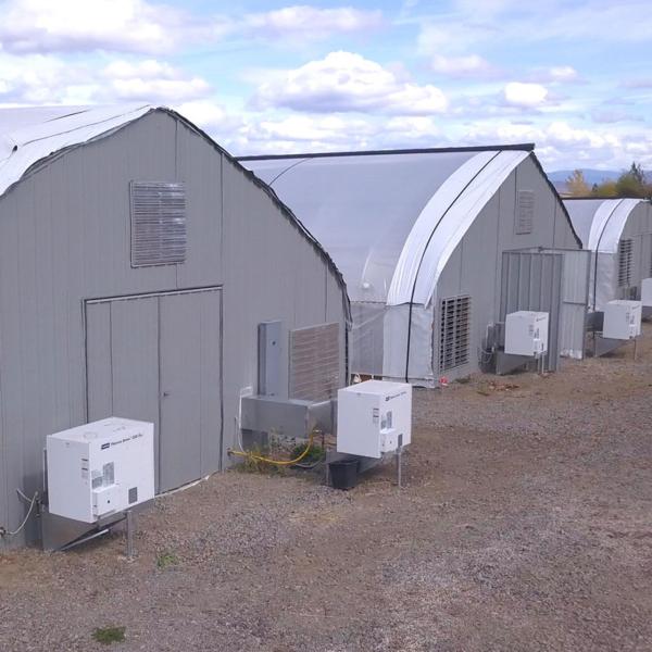 Panne d'électricité automatique de serre chaude de profondeur de tunnel d'envergure simple pour la culture d'usines