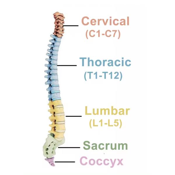 Nugabest Турманиевые массажные кровати N5 Боль в спине Термотерапия Мигун Автоматическое электрическое тепловое нефритовое массажное кровати