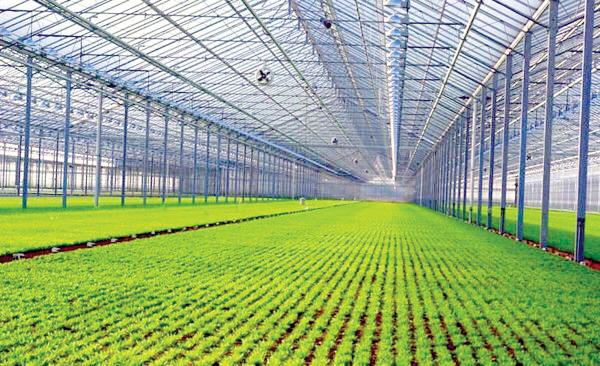 4mm Toughened Vegetable Plants Growing Greenhouse