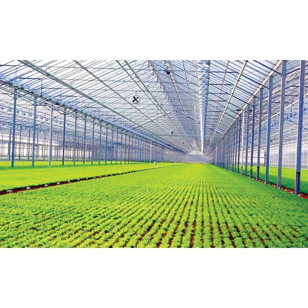 Vegetable Under/Toughened Tempered Glass