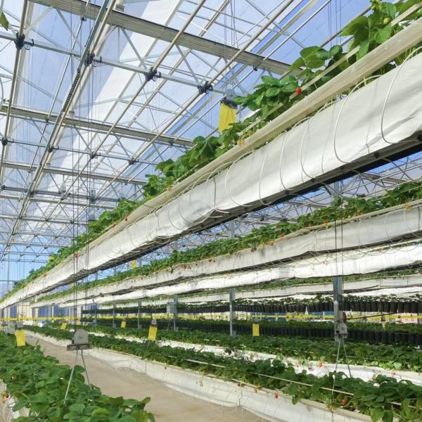 US 20/кв. м. Стеклянная крыша Гидропоническая теплица для материалов для выращивания цветов