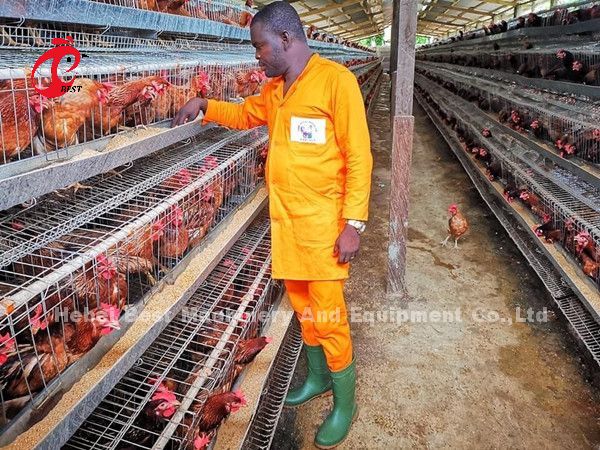 China Imported Coated Chicken Battery Cage ISO9001 , Layer Chicken Cage System 4 Door Sandy