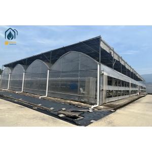 Hydroponic Multi Span Greenhouse