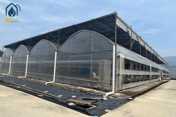 Hydroponic Multi Span Greenhouse For Vegetable Production And Herbs Cultivation Systems