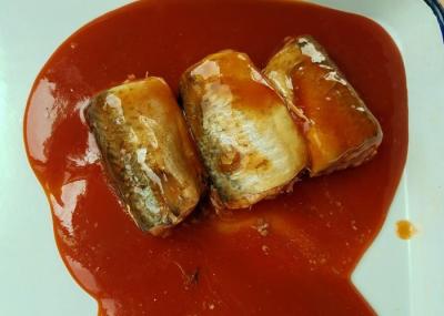 Pacific Mackerel Fish Canned Food In Hot Chili Tomato Sauce ISO Certified
