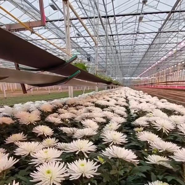 Estufa de vidro de aço galvanizado DIP a quente JX-A0082 para o mercado de estufas comerciais