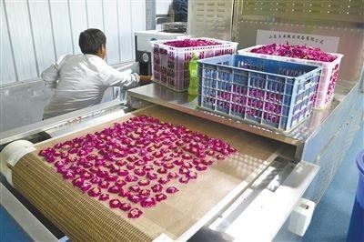 Industrial Conveyor Belt Type Microwave Herb Leaves Dryer/Microwave Tea Drying Machine