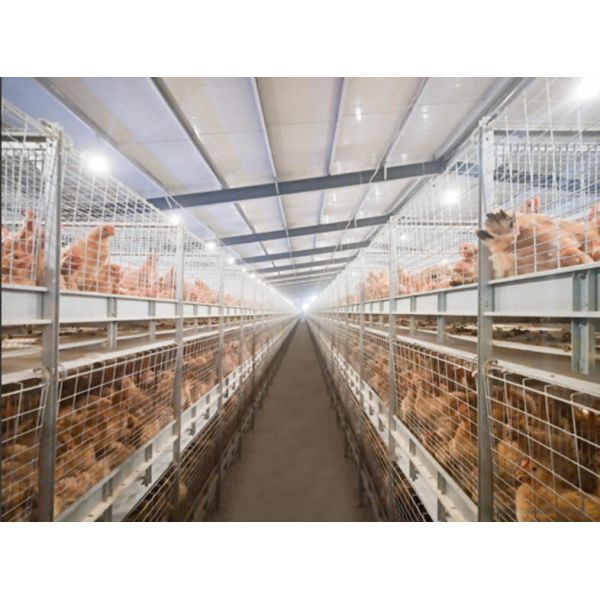 Aluminum Magnesium Zinc Coated Frame Poultry Cage Equipment Retractable Seeder Homogenizer Integrated