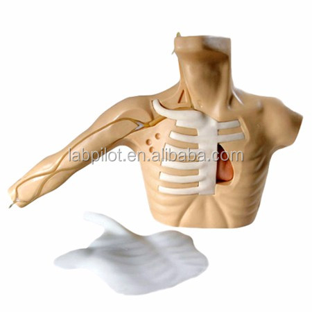 Advanced PICC Simulator and Peripheral Venous Puncture Teaching Model for Human Size