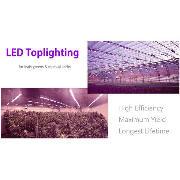 Commercial Greenhouse LED Grow Lights Supplemental 320W 80 Ra