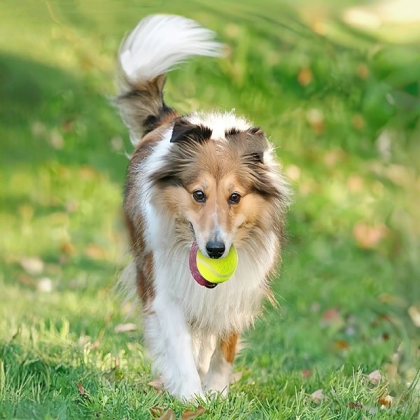 Interactive Smart Pet Toy Automatic Dog Ball Launcher Toy Keep Healthy