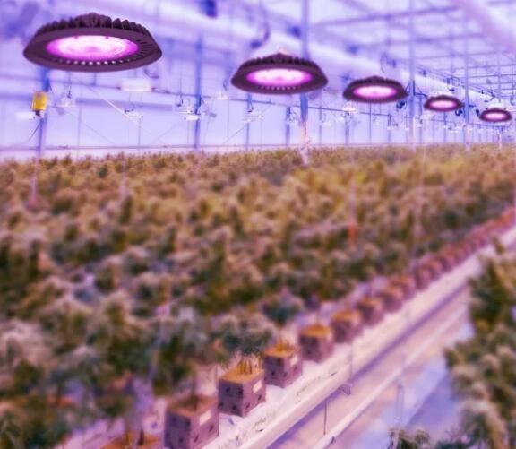 Lâmpadas de crescimento de LED UV para plantas de interior