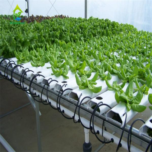 90 sistema hidropônico Soilless da tubulação dos locais 10