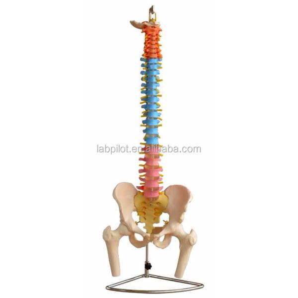 Colored Spine Model with Pelvic Cervical Lumbar and Thoracic Vertebrae Hospitals' Must-Have