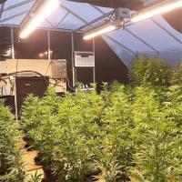 Culture d'herbes médicales Hydroponique Poly Tunnel Serre agricole Privation de lumière automatique Serre occultante