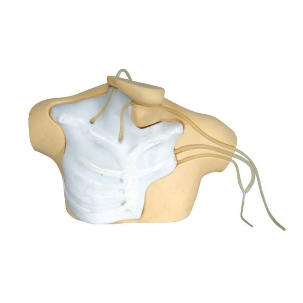 CE / ISO Clinical Simulator central venous catherization education manikin