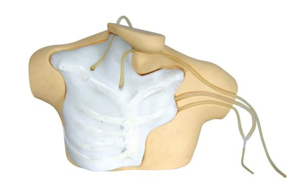 CE / ISO Clinical Simulator central venous catherization education manikin