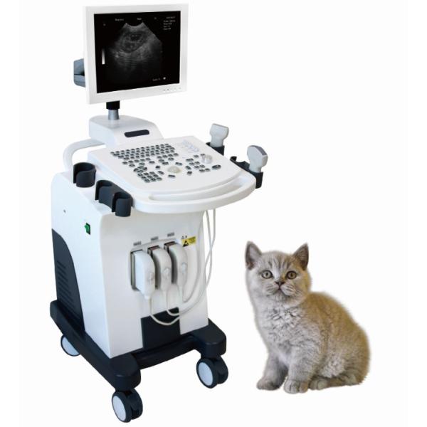Gray Scale Trolley Type Ultrasound Scanner For Dog Pregnancy Examination