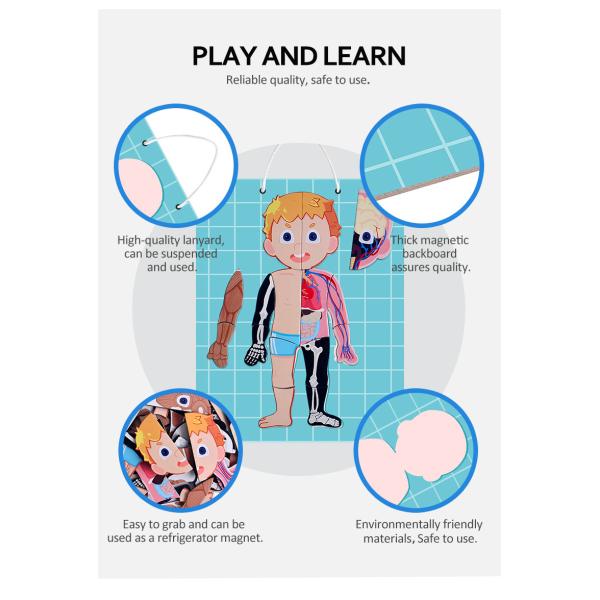 Игры головоломки СТЕРЖНЯ магнитные для человеческих мышц Scheletons органов частей тела уча