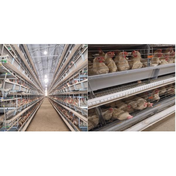 3-8 ярусы заключили цыпленка кладя клетку яя, SGS автоматизировали систему клетки батареи для слоев