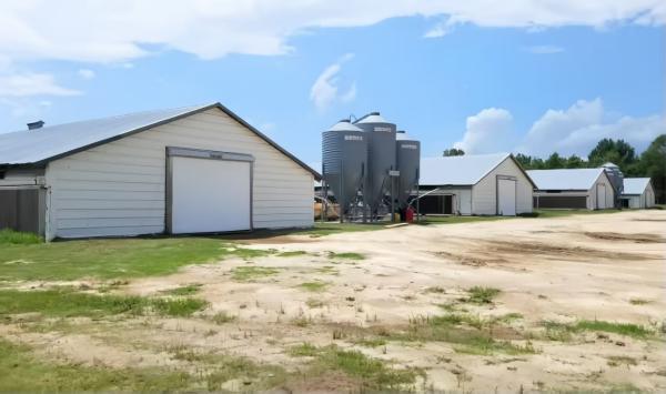 Custom Steel Poultry House with Automatic Feeding & Drinking Systems