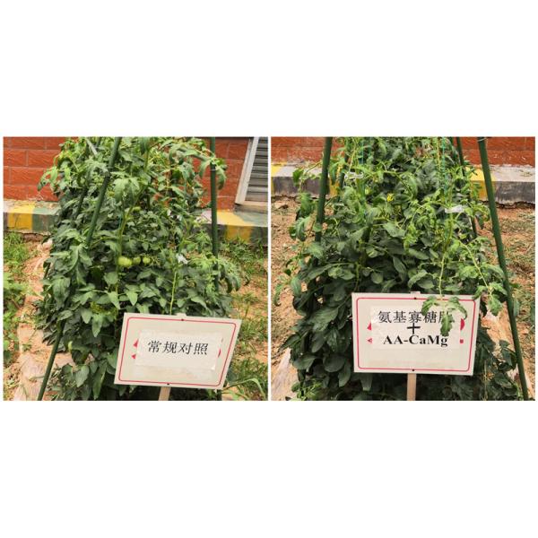 Foliar Amino 70% With Free Amino Acid 65% Agriculture Fertilizer Powder Form For Farming Plants