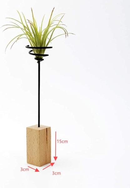 Real Wood Base Air Plant Holder. Small Terrarium for Living Room &AND Hallway Decor Office Desktop Decoration