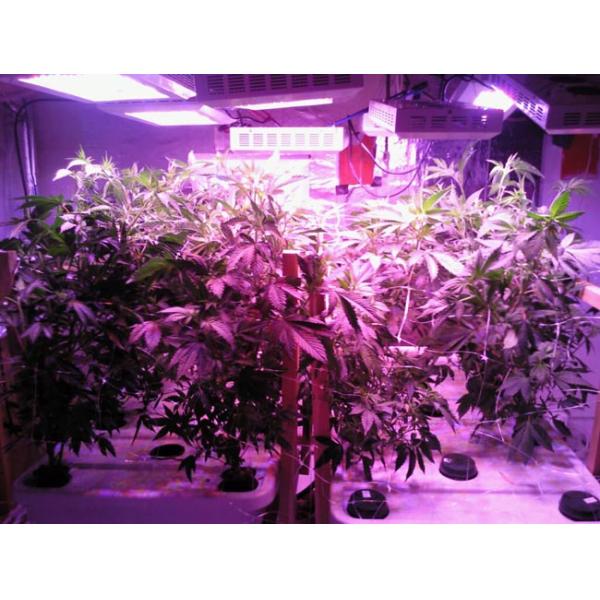 ИП44 100В - верхнее СИД 700В растет света на крытый парник 3 лет гарантии