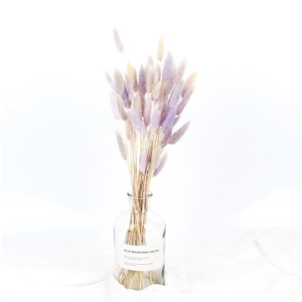 Decorative Dried Rabbit Tail Grass , Indoor Ornamental Grass Bunny Tails