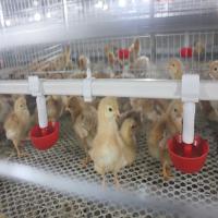 SONCAP cage de batterie de 1 à 45 jours pour les poulets à rôtir cadre moderne d'A/H