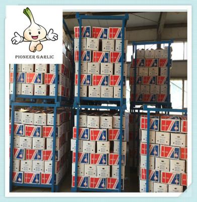 Normal White Garlic 5.0cm Red Garlic Packed In 20kg Mesh Bag Garlic