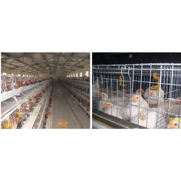 4 Tiers Livestock Farming Equipment Stainless Steel Tube Indoor Use