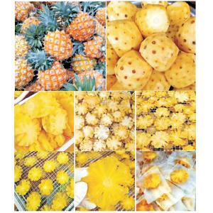 Low-Temperature Dehumidifying for Fruit Drying Machines 