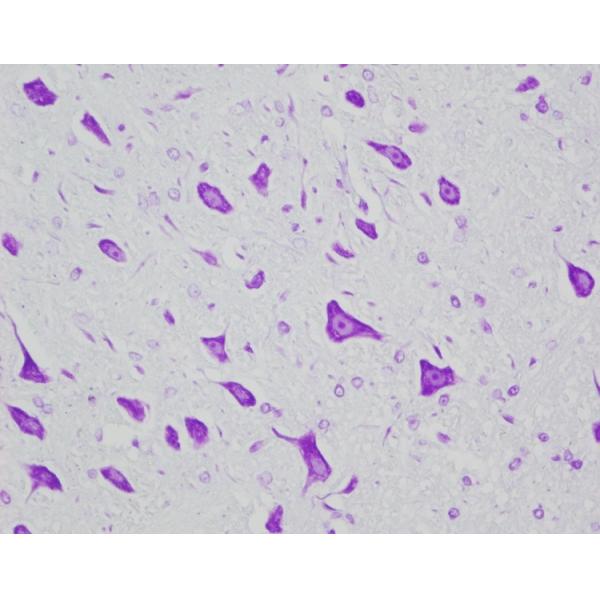 Nissl Body Stain Cresyl Violet Acetate Method Clear Colourful Histology Stains