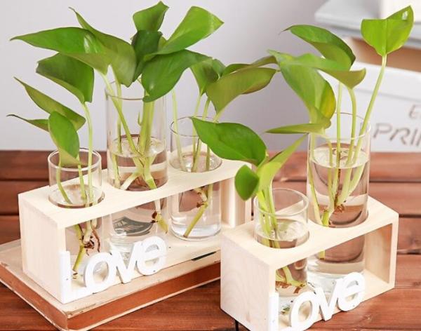 Hydroponics glass vase for planting table decoration glass terrarium