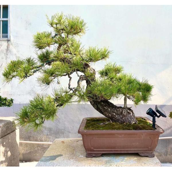 5w solar lights garden pond spotlights,ip65 solar spotlight waterproof,led solar garden spotlight outdoor color