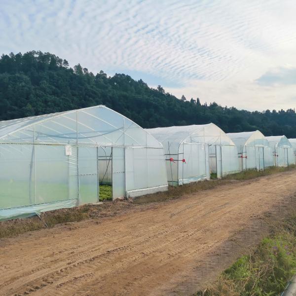 Construção hidropônica das estufas da agricultura do filme plástico do Único-período do sistema para a venda